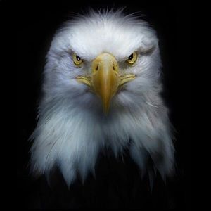 Meet your Posher, Paulo